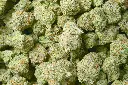 Blue Dream