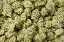 Hindu Kush