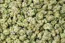 Caramellow Kush Smalls
