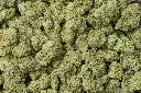 Gelato #41
