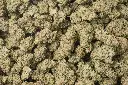 Kush Crasher