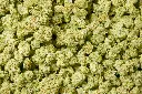 Pure Kush Smalls